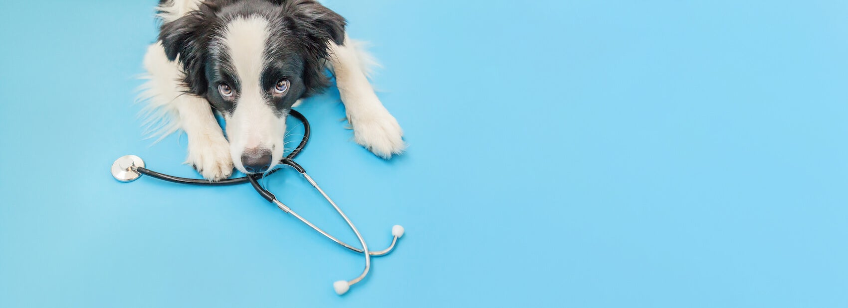 Hazel Dell Animal Hospital